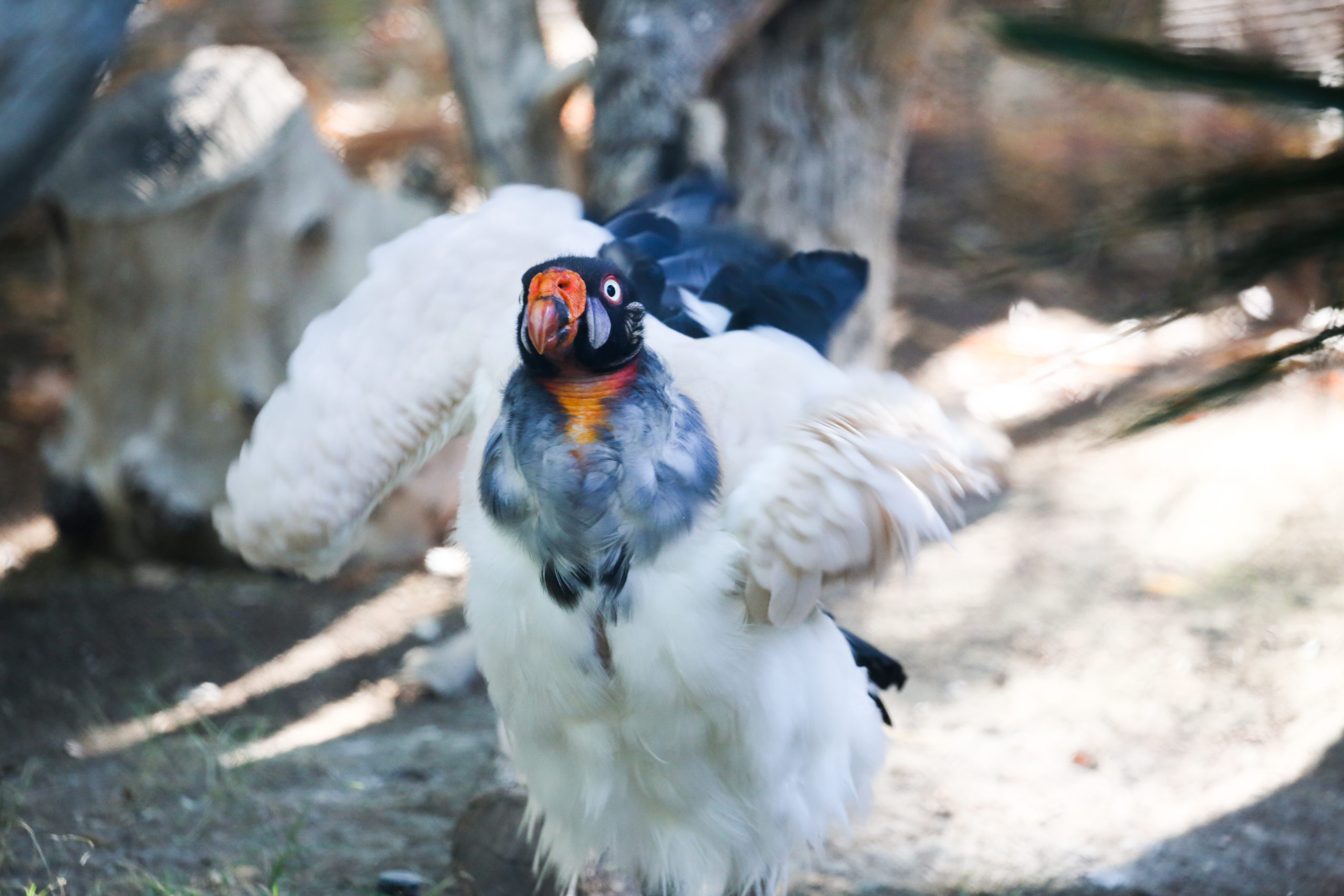 Shake Those Feathers!
