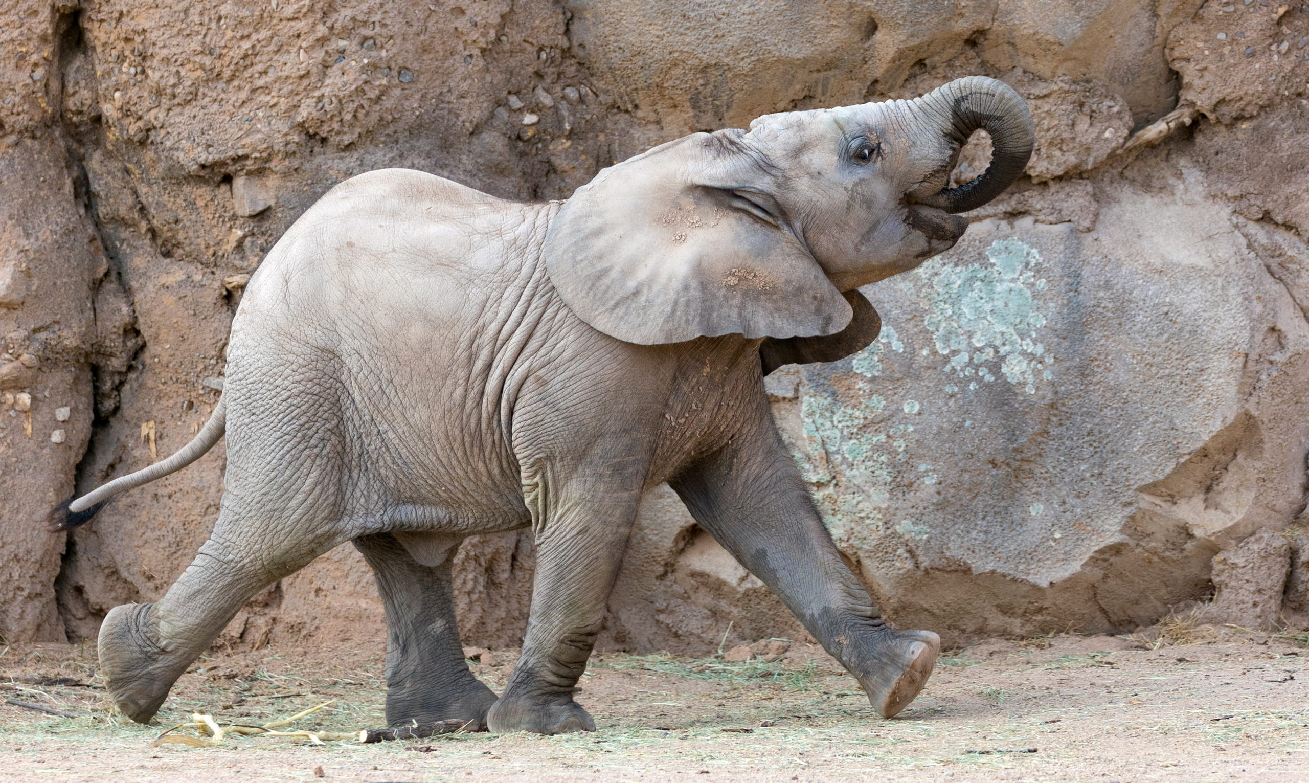 Elephant Calf Penzi is Six Months Old!