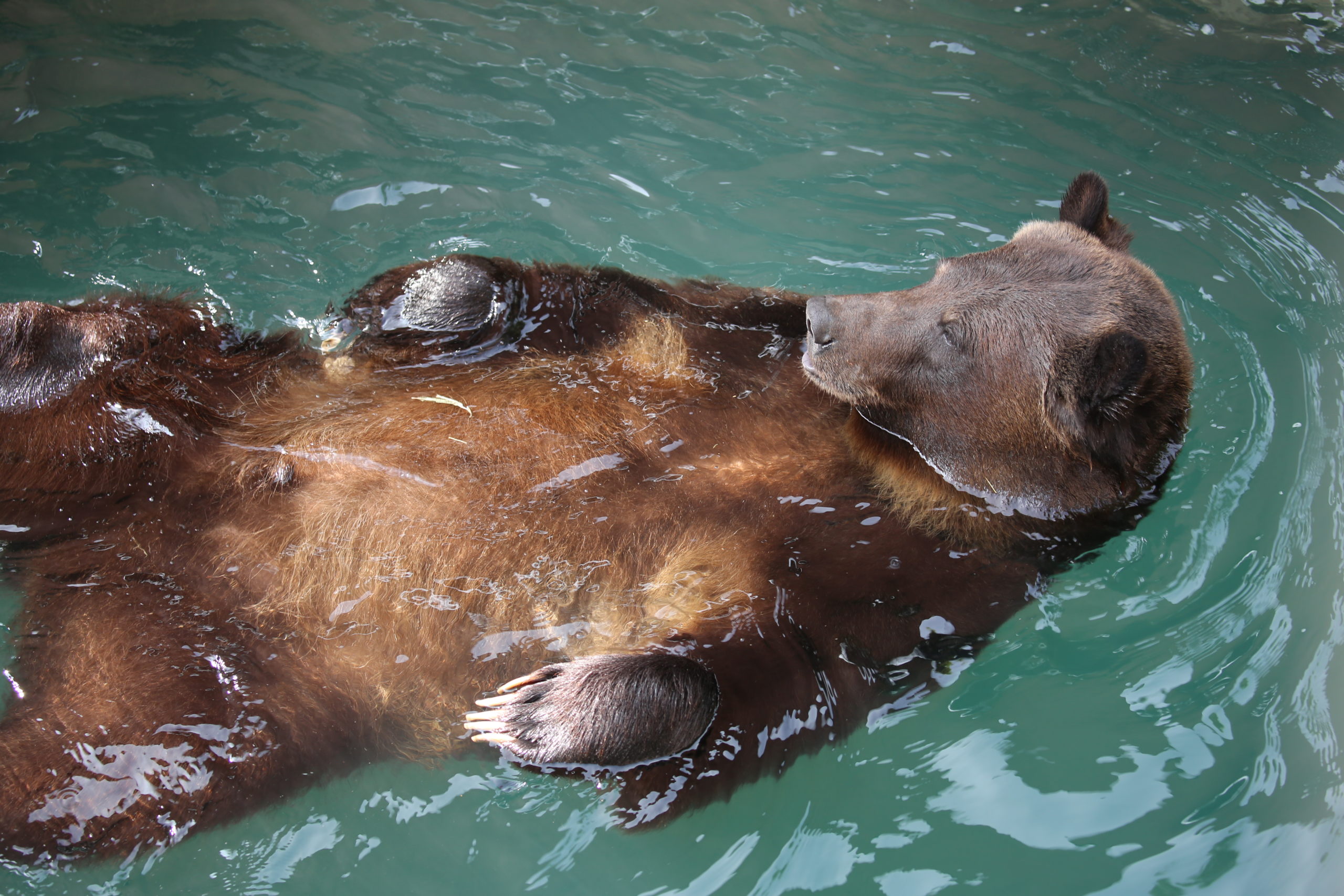 Grizzly Bear Goes for a Swim