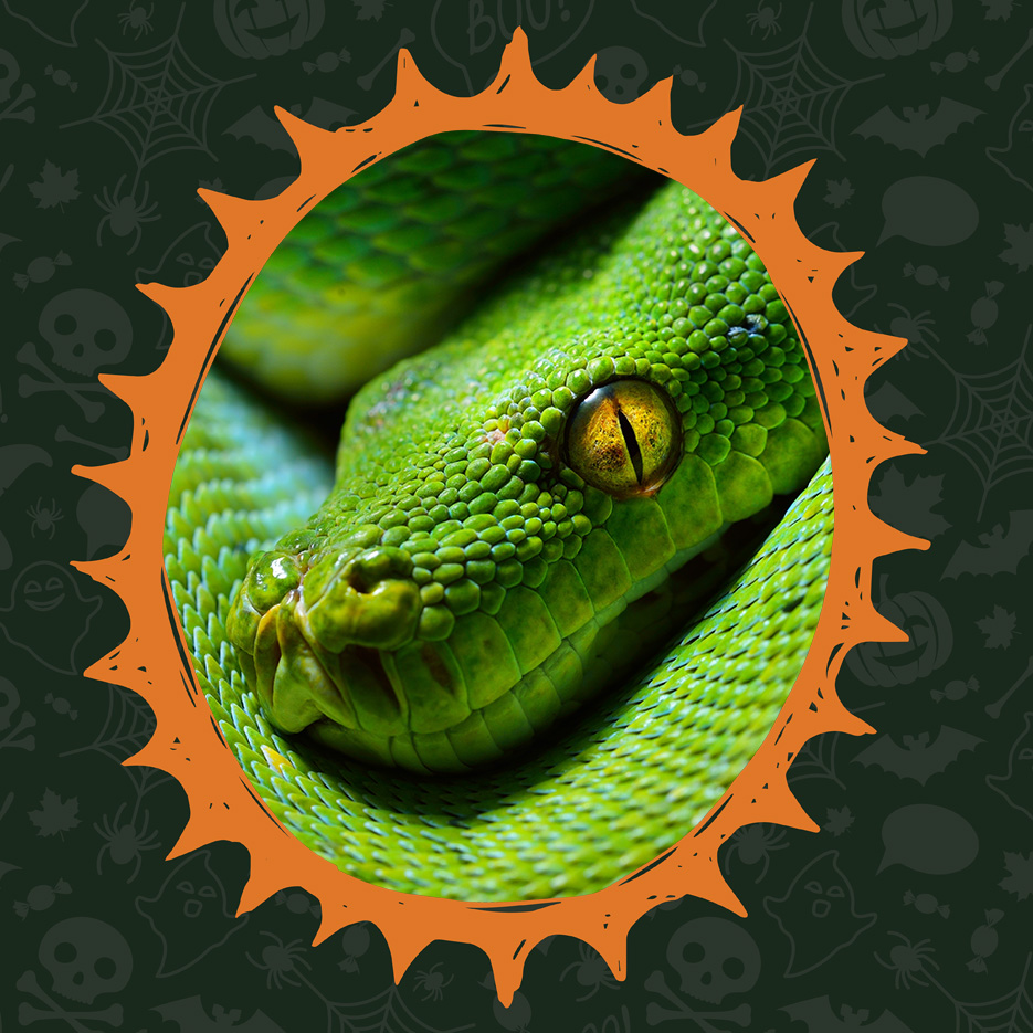 Creature Feature: Python