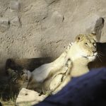 Lions Play With the Pride!