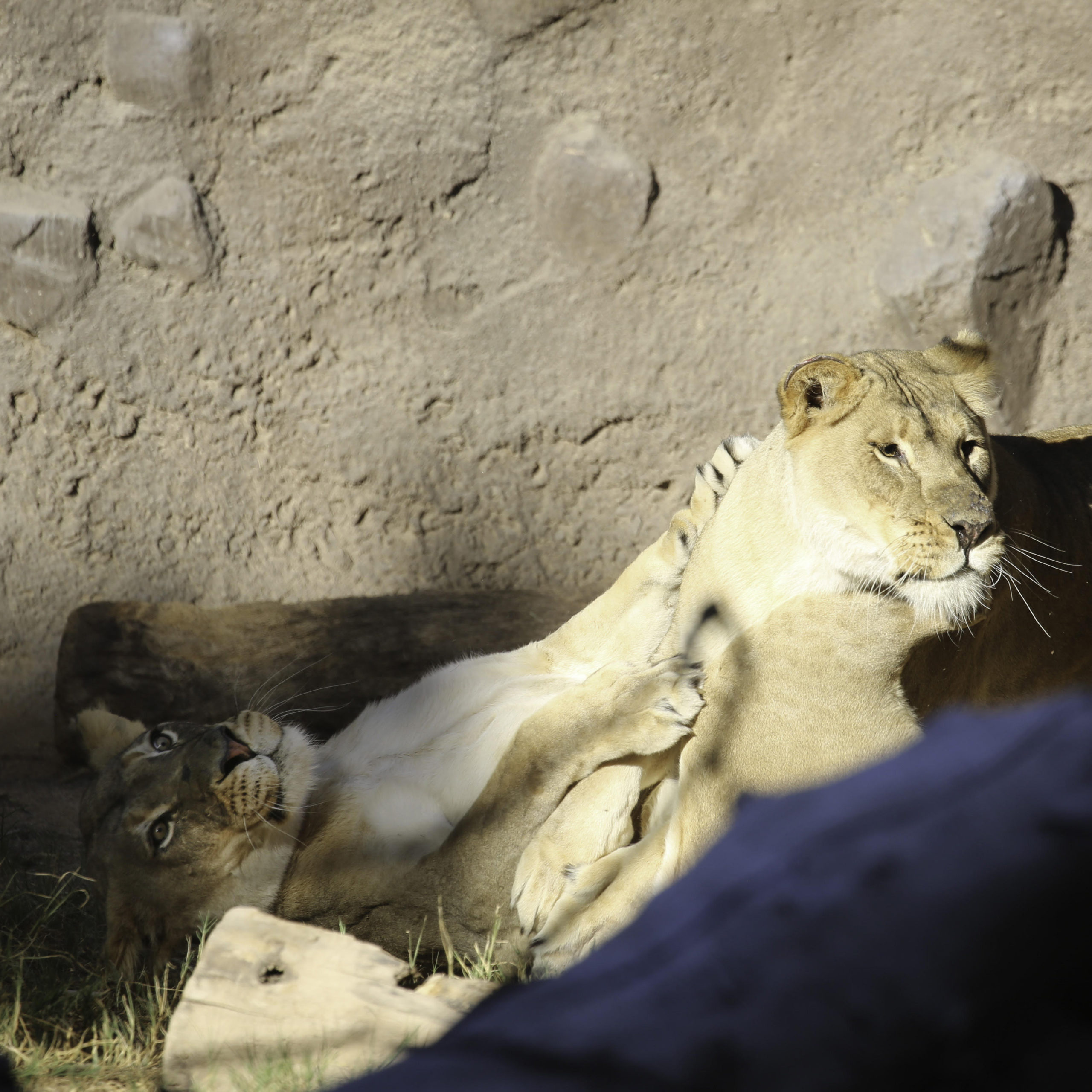 Lions Play With the Pride!