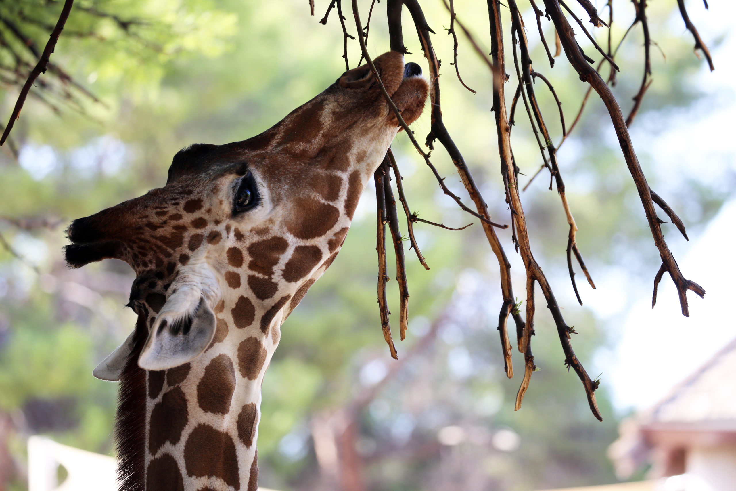 Giraffes Don’t Need to Watch Out for Thorns