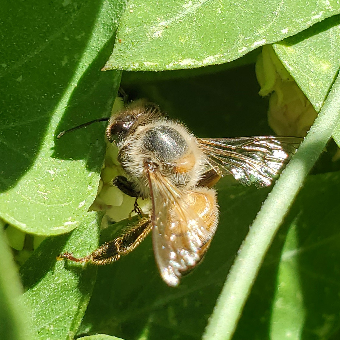 How We Protect Wild Bees at the Zoo