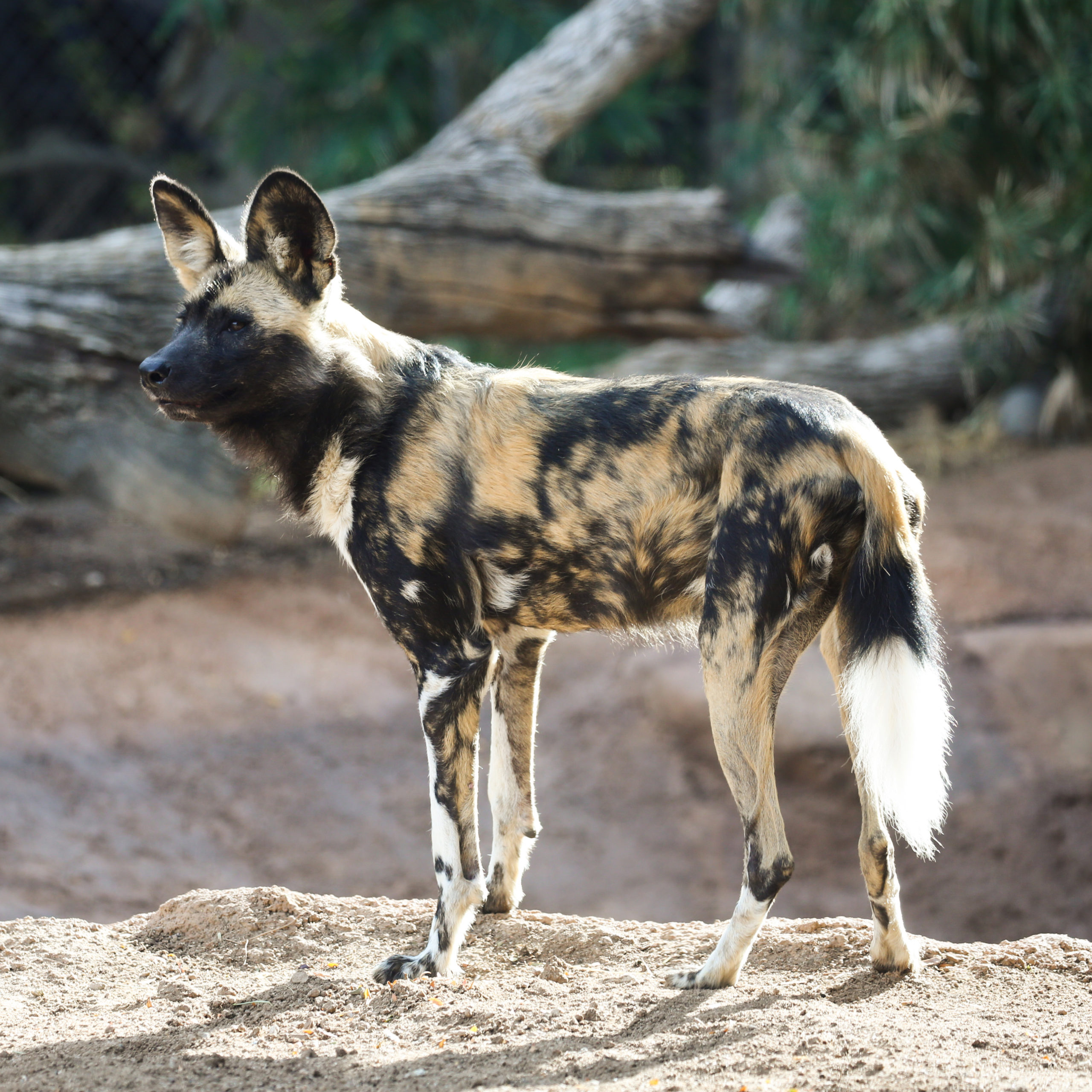 African Wild Dogs