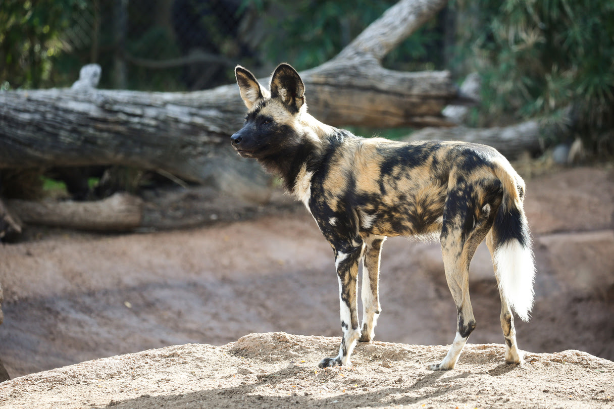 African Wild Dogs Are New At Reid Park Zoo Reid Park Zoo