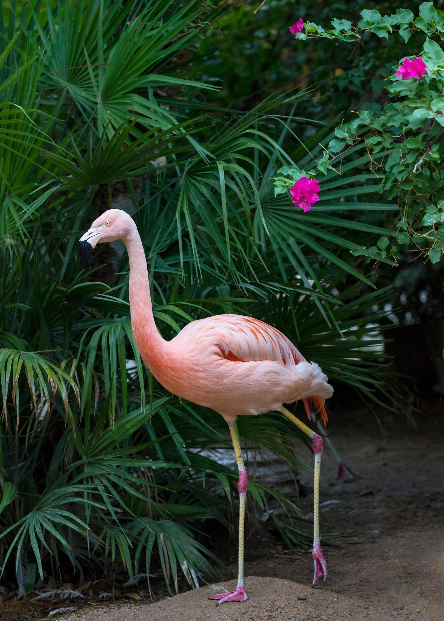 A 'pink wave' could be good news for Flamingo conservation in