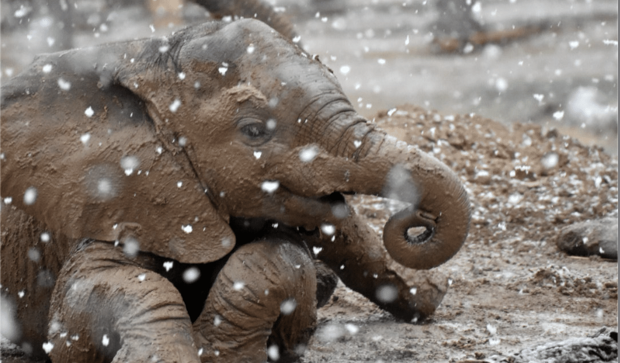 Reid Park Zoo Elephant Herd Enjoys Snow Day