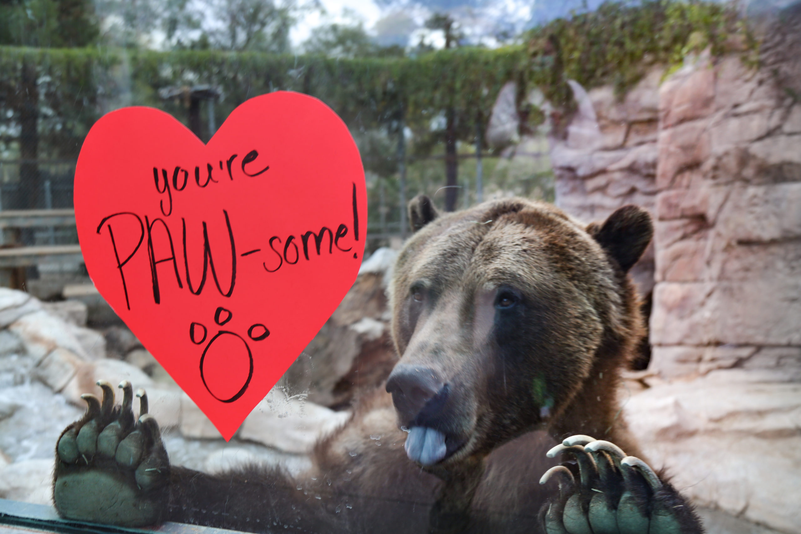 Will Zoo Be Our Valentine?