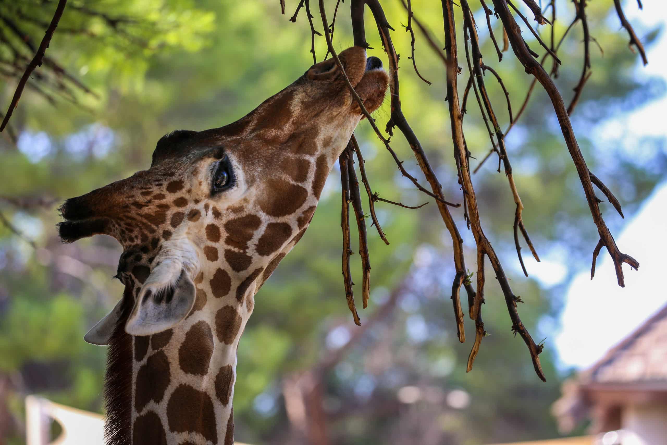 Denver the Giraffe Celebrates Milestone Birthday