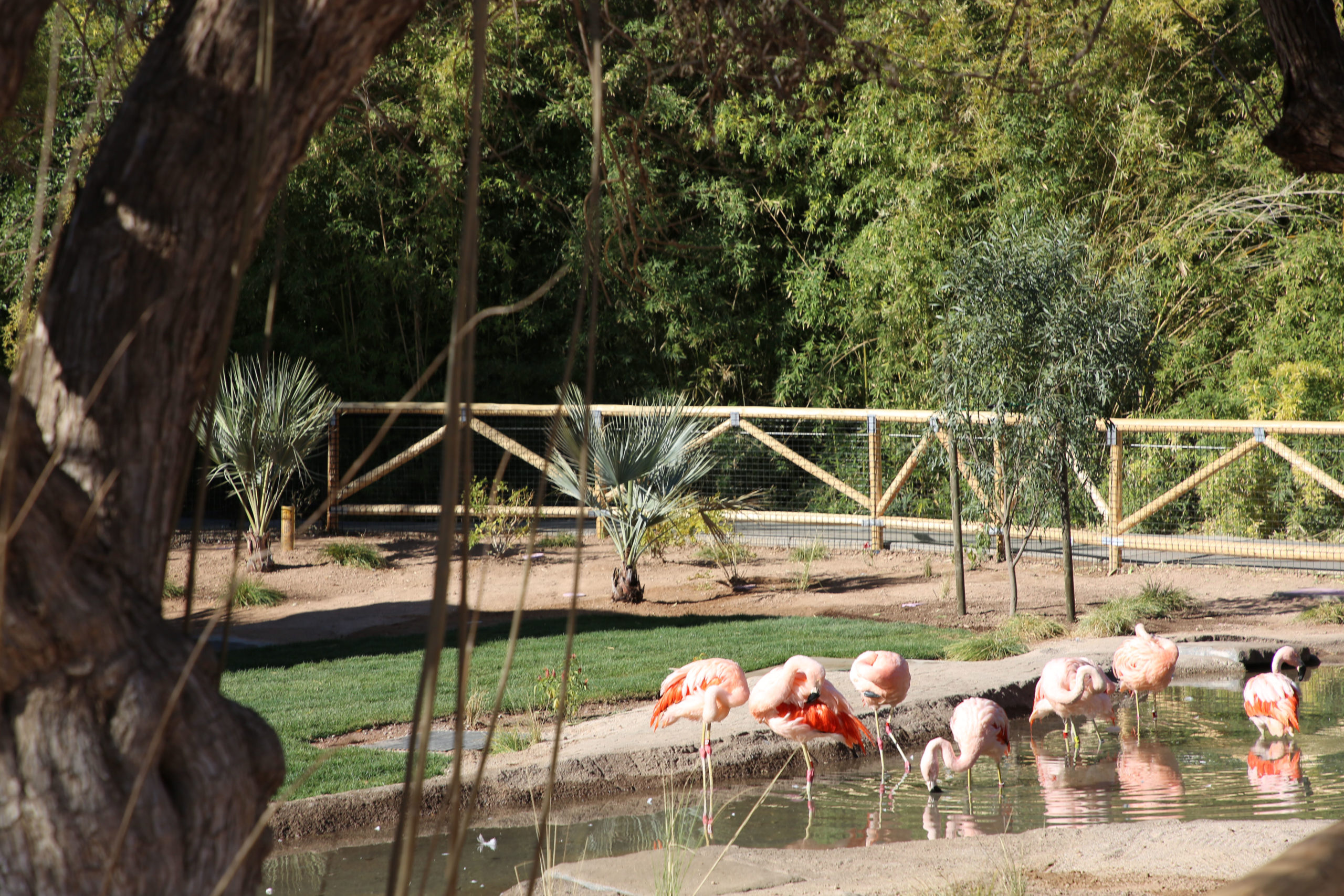 The Flamingo Lagoon is Open!
