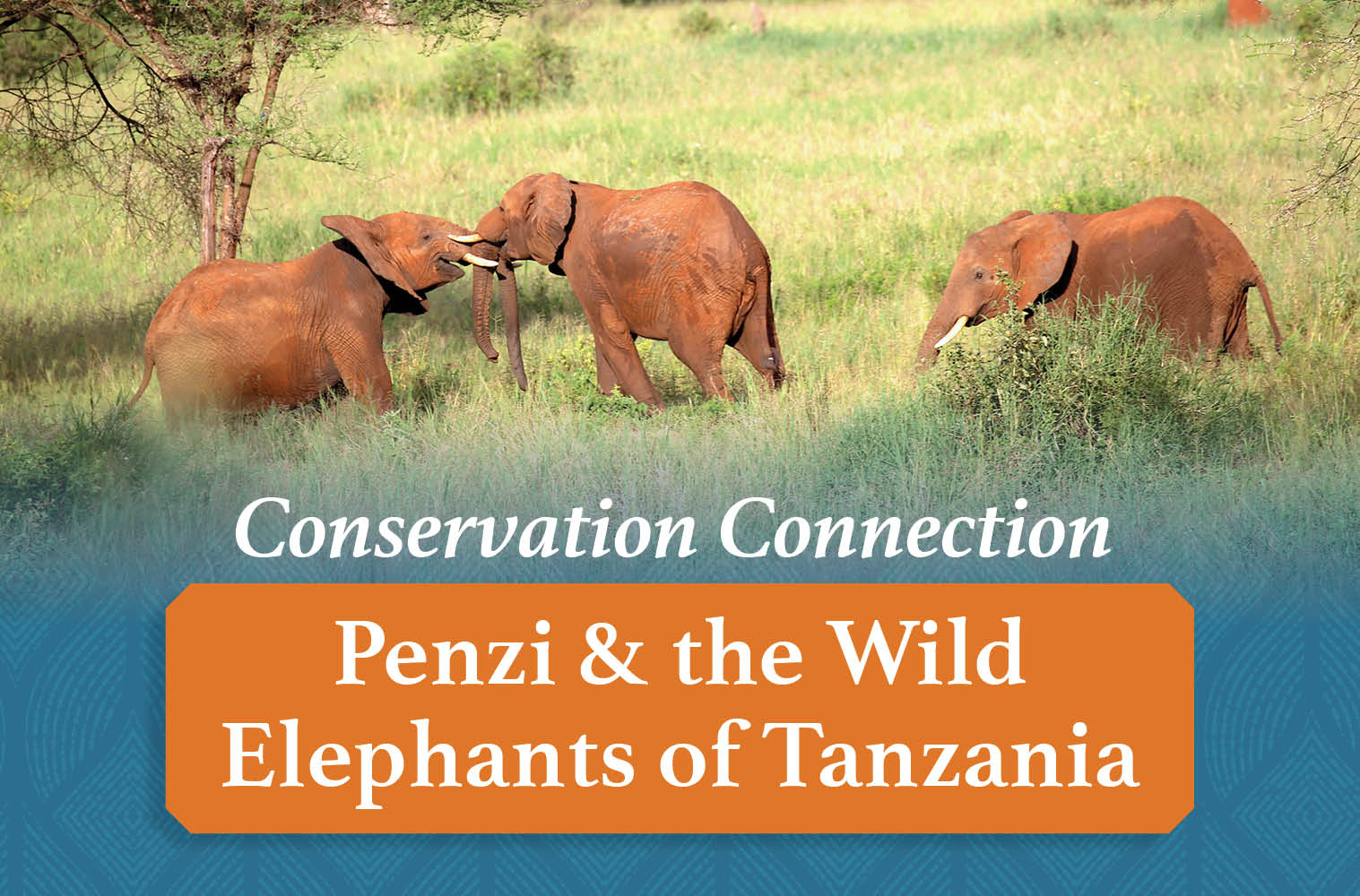 Conservation Connection: Penzi and Wild Elephants of Tanzania | Reid