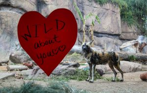 Wild dog edit 2