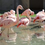Reid Park Zoo Helps Protect Wild Flamingos!