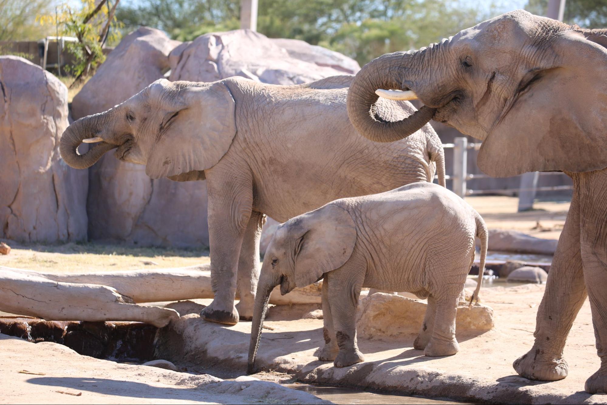 The Latest on Reid Park Zoo’s African Elephant Herd | Reid Park Zoo