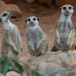 Happy Birthday, Meerkat Pups!