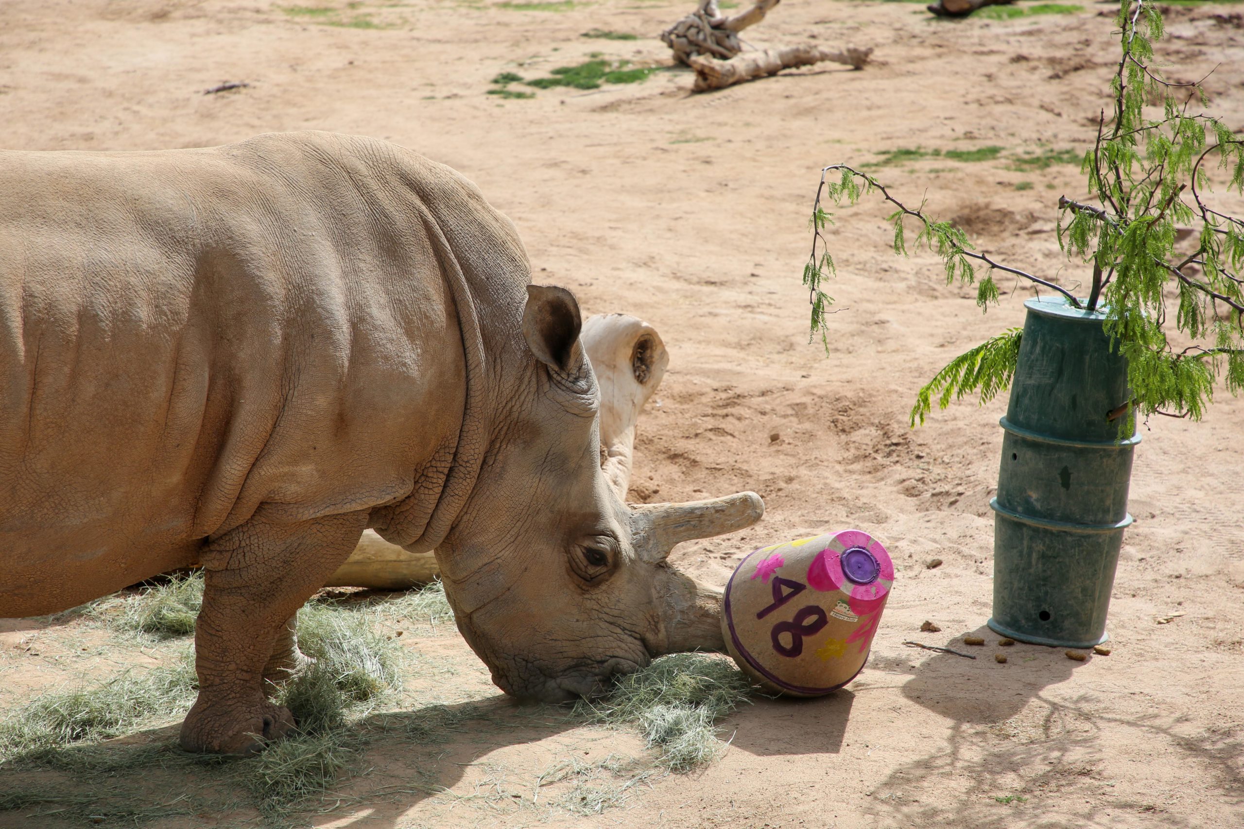 Southern White Rhino Celebrates a Milestone Birthday | Reid Park Zoo