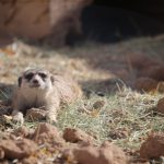 Spotlighting Our Animal Dads