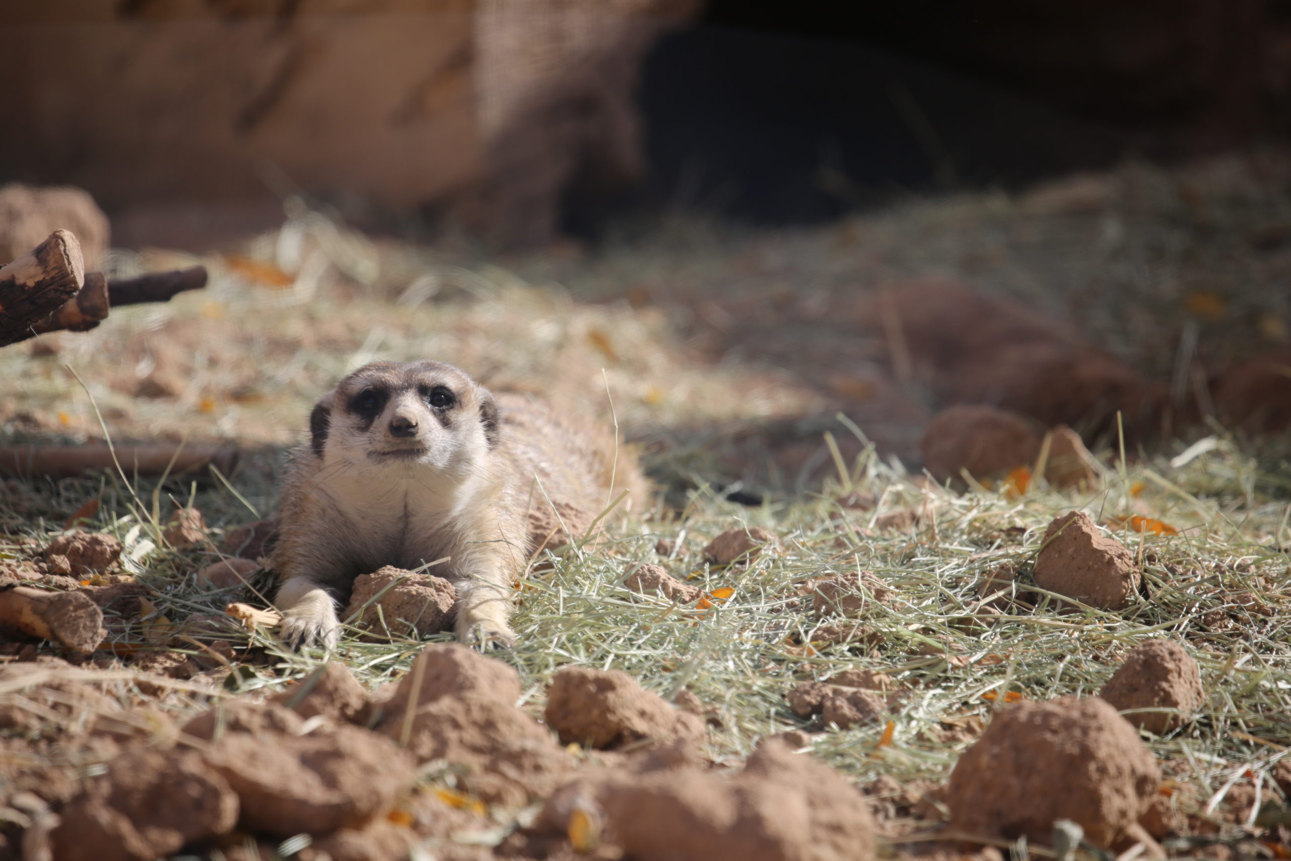 Spotlighting Our Animal Dads