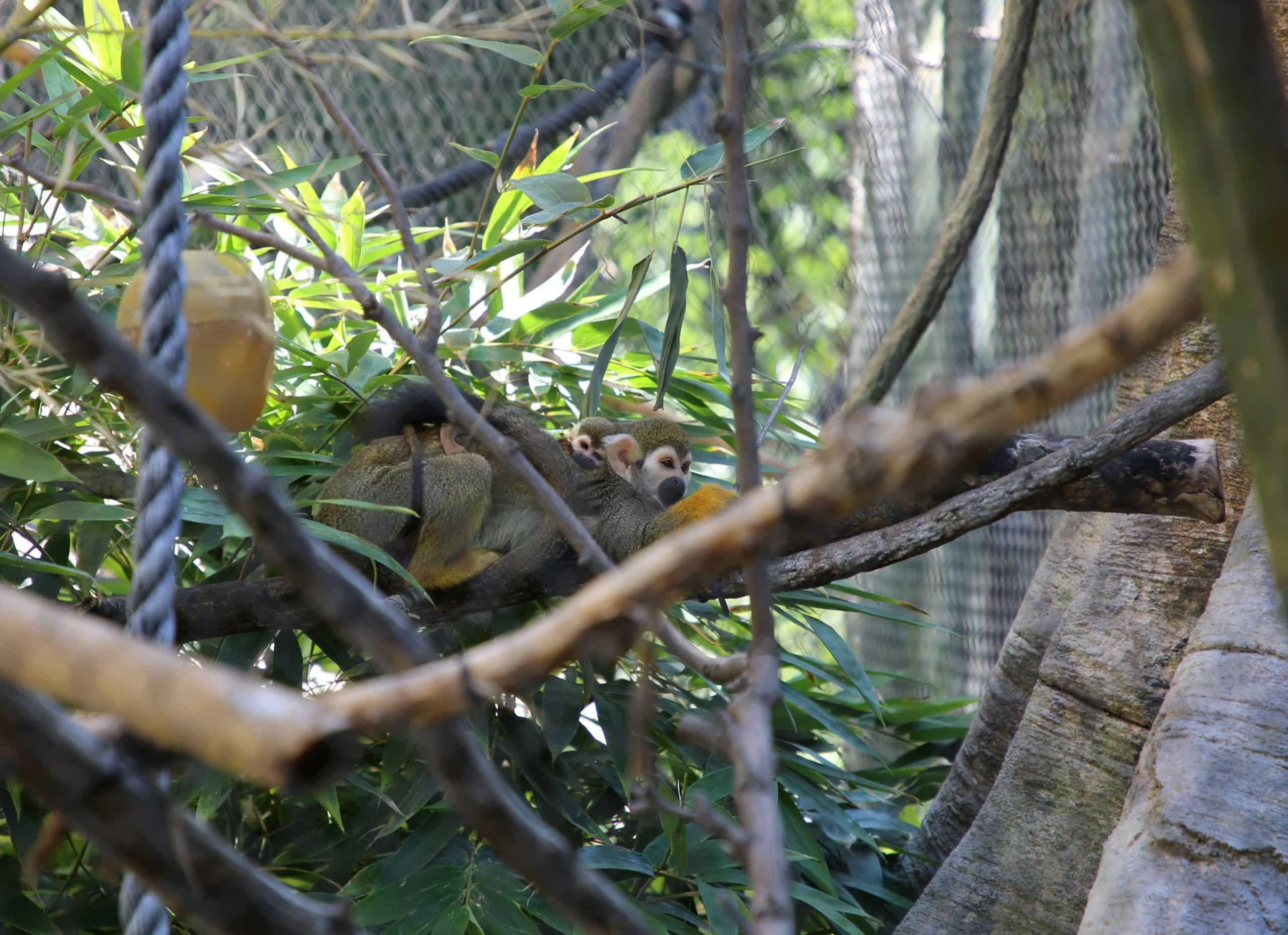 Dazzle the Squirrel Monkey is a Mom!