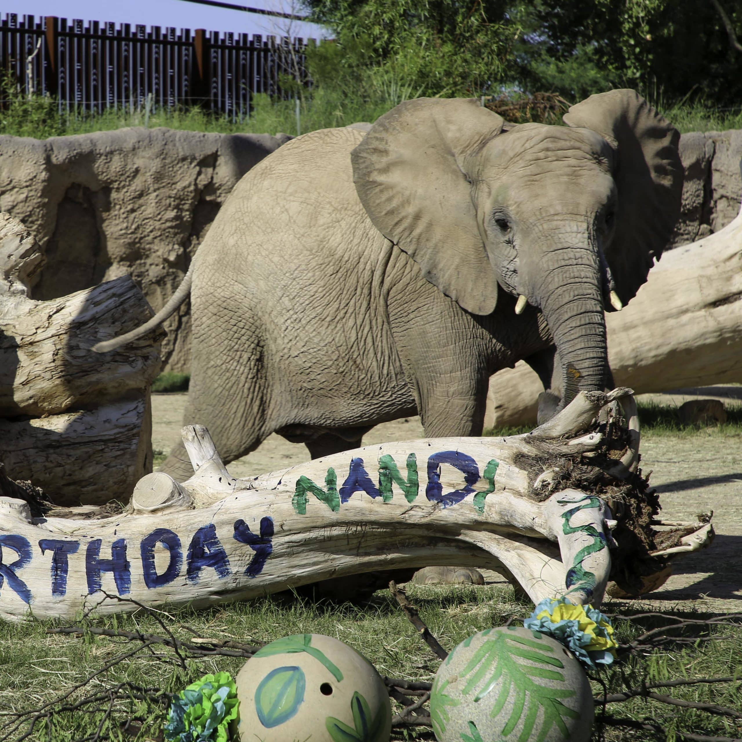 Celebrating Nandi’s 7th Birthday!