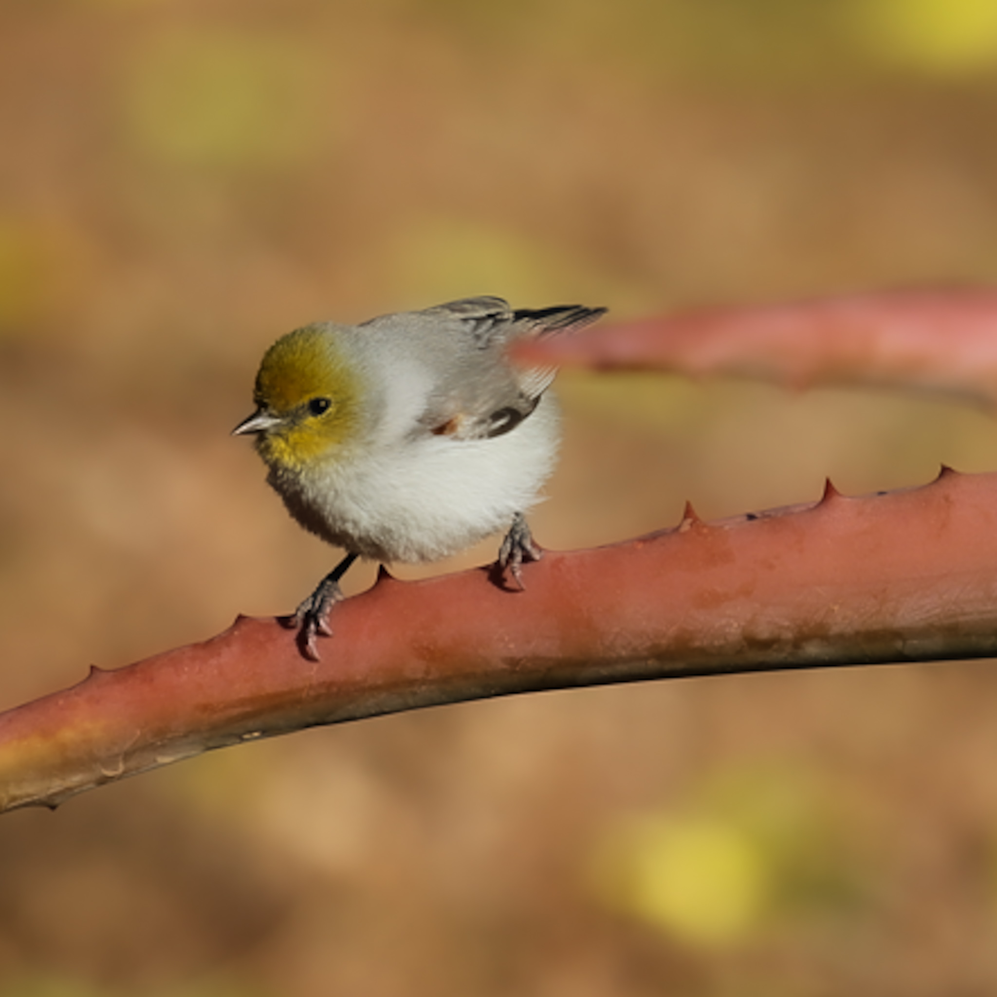 Discover Wild Birds at Your Zoo