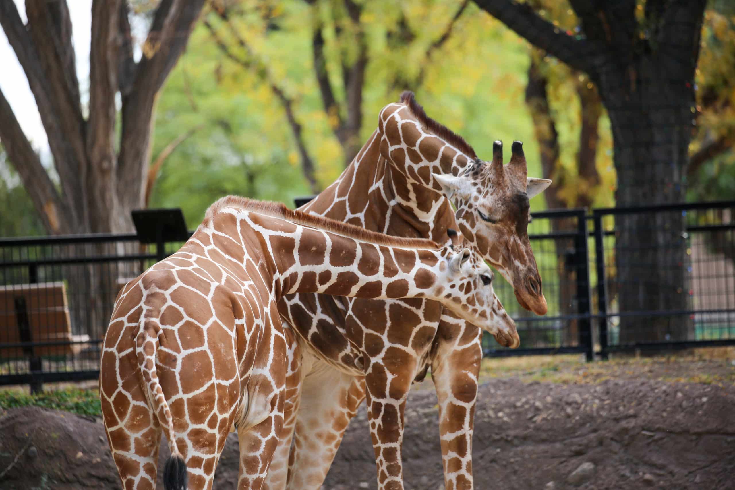 Denver, Reid Park Zoo’s Elderly Giraffe, Passes at 32