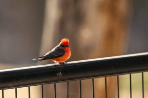 Birding at the Zoo