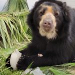 Joaquin the Andean Bear Welcomed Back to Your Zoo