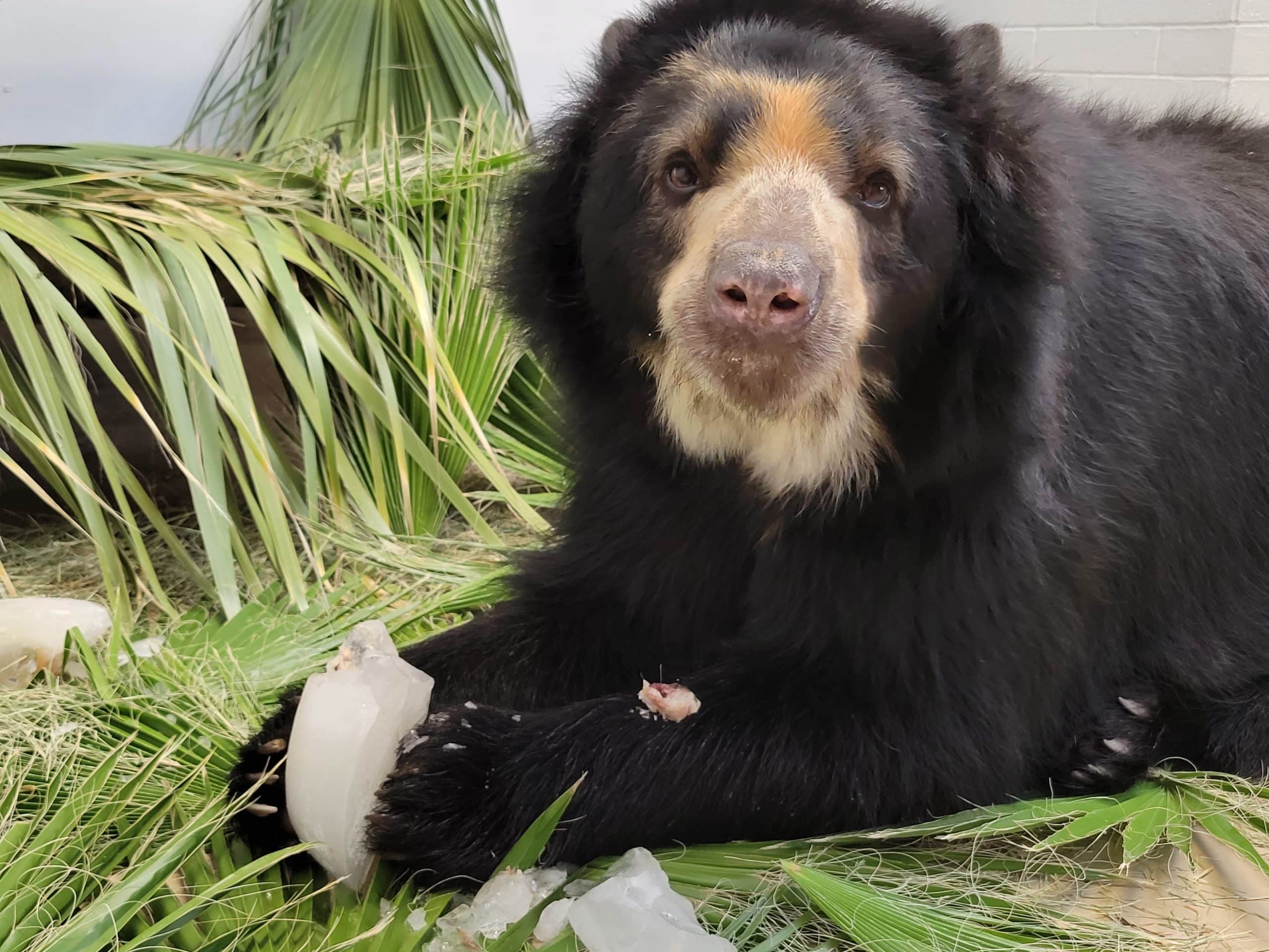 Joaquin the Andean Bear Welcomed Back to Your Zoo