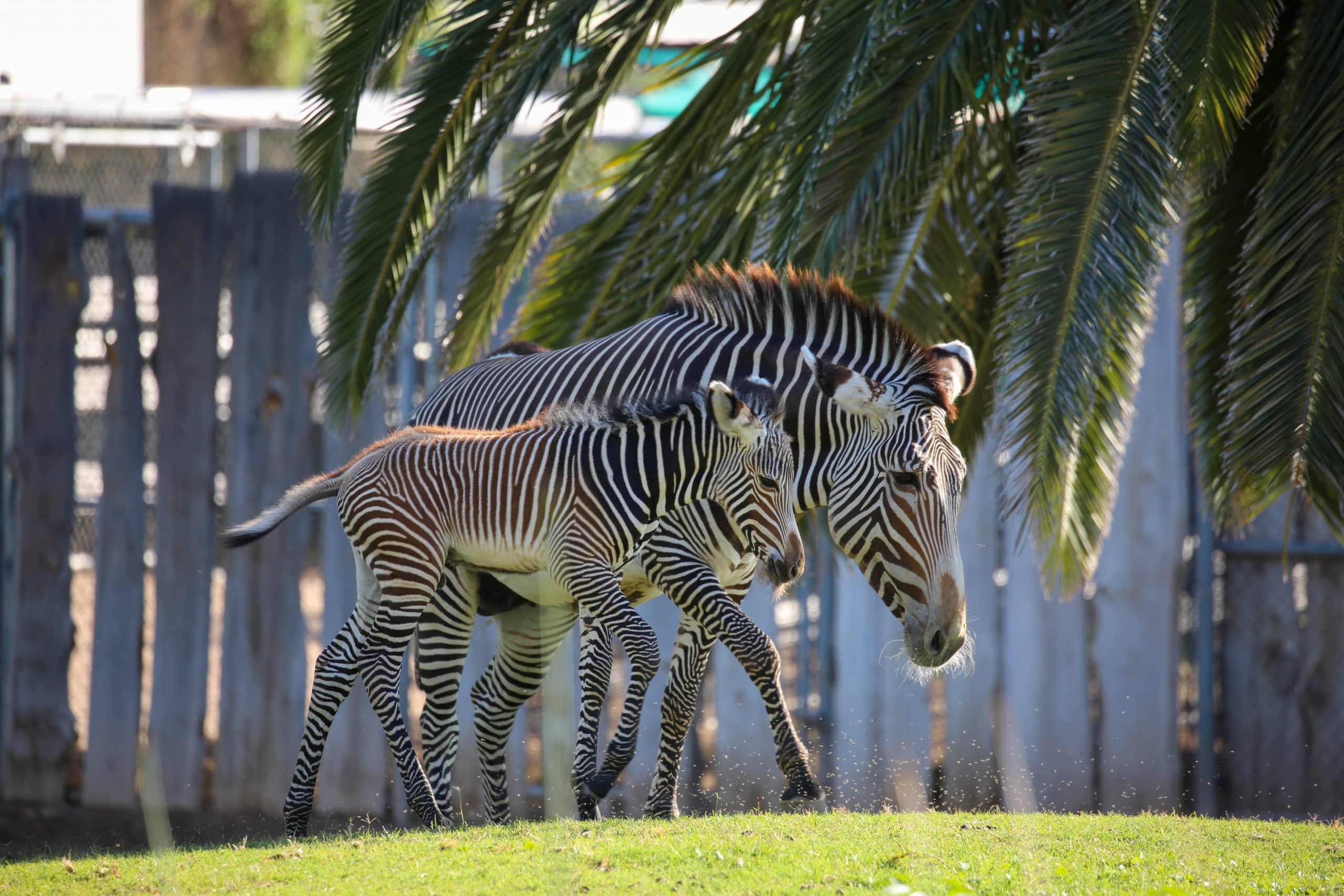 Zebra Foal Born at Reid Park Zoo