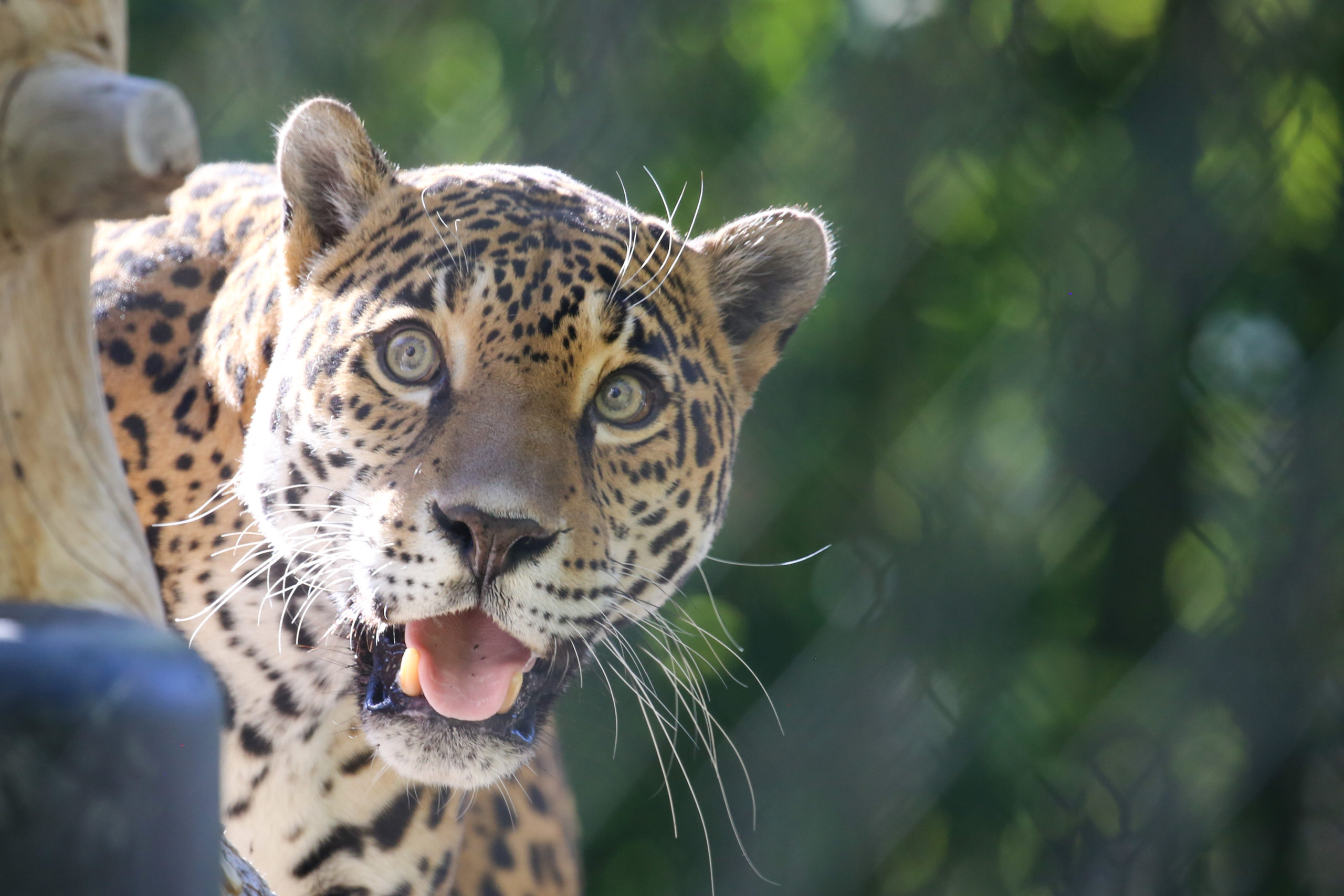 International Jaguar Day 2021