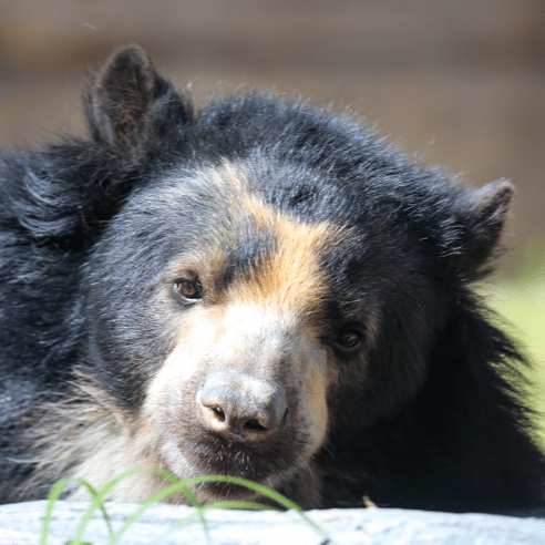 Joaquin the Andean Bear is Settling In
