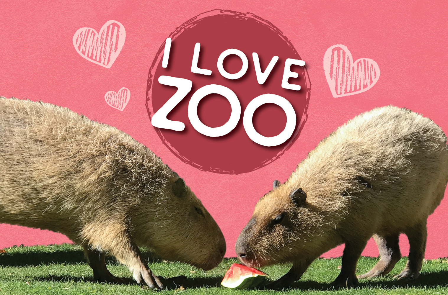 dog love zoo