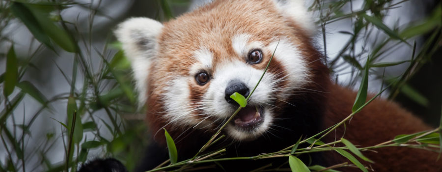Western,Red,Panda,(ailurus,Fulgens,Fulgens),,Also,Known,As,The