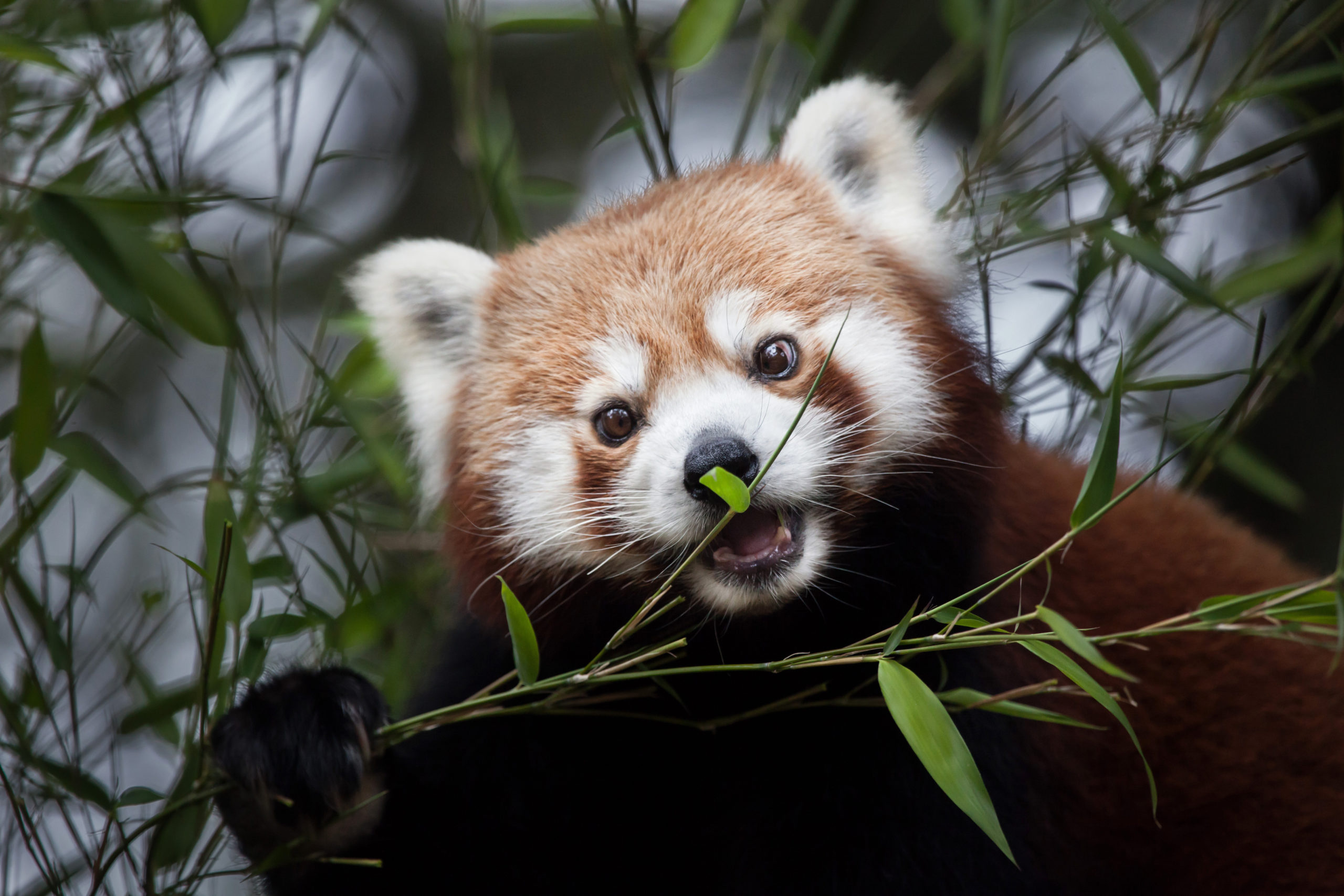 Exciting Updates on Projects at Reid Park Zoo! An Update to Welcome in 2022
