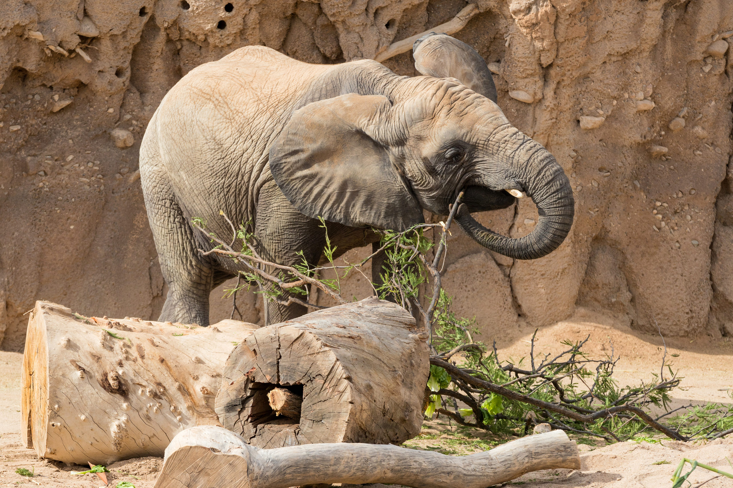 Progress On Track at Reid Park Zoo