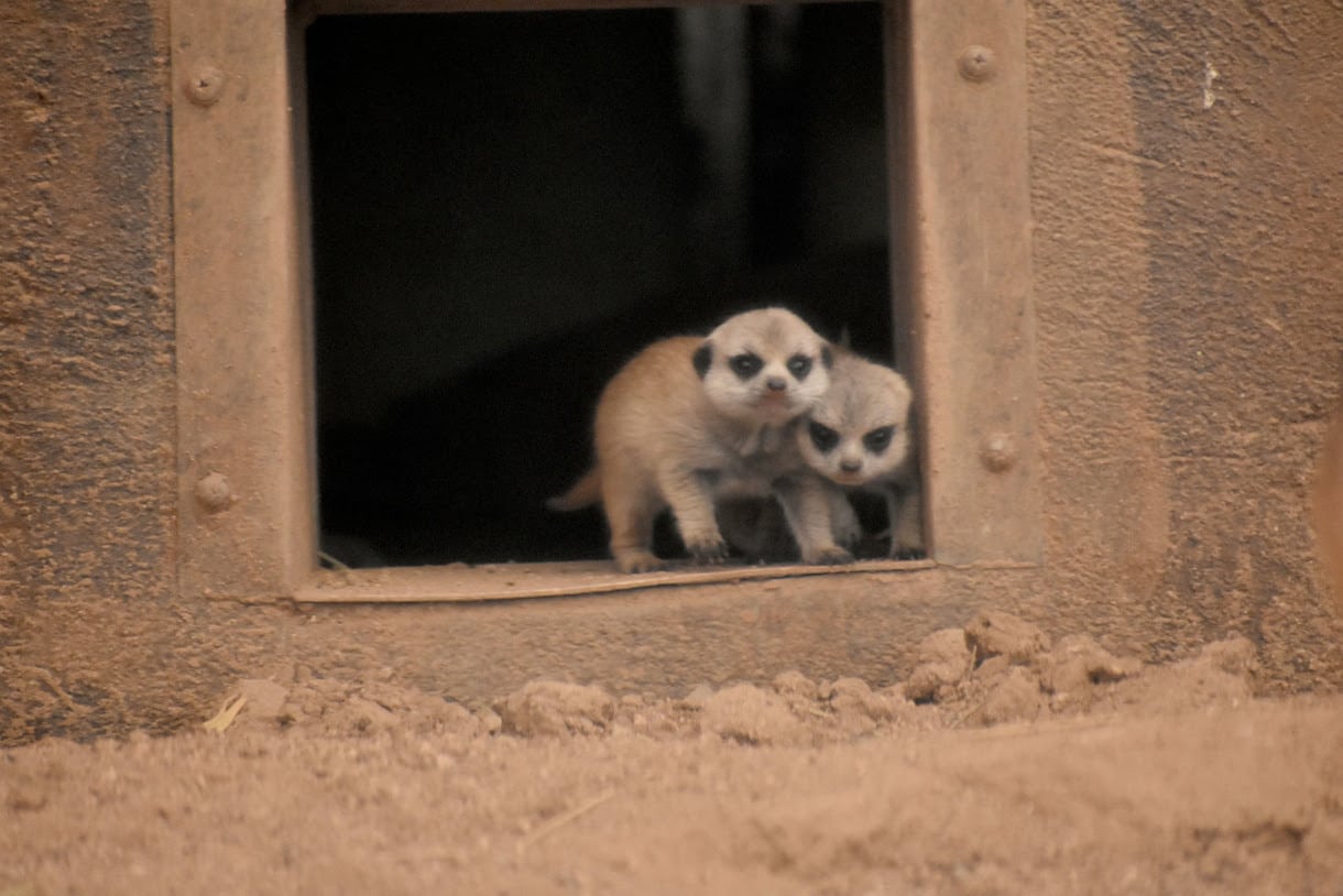 Reid Park Zoo Welcomes Two Meerkat Pups