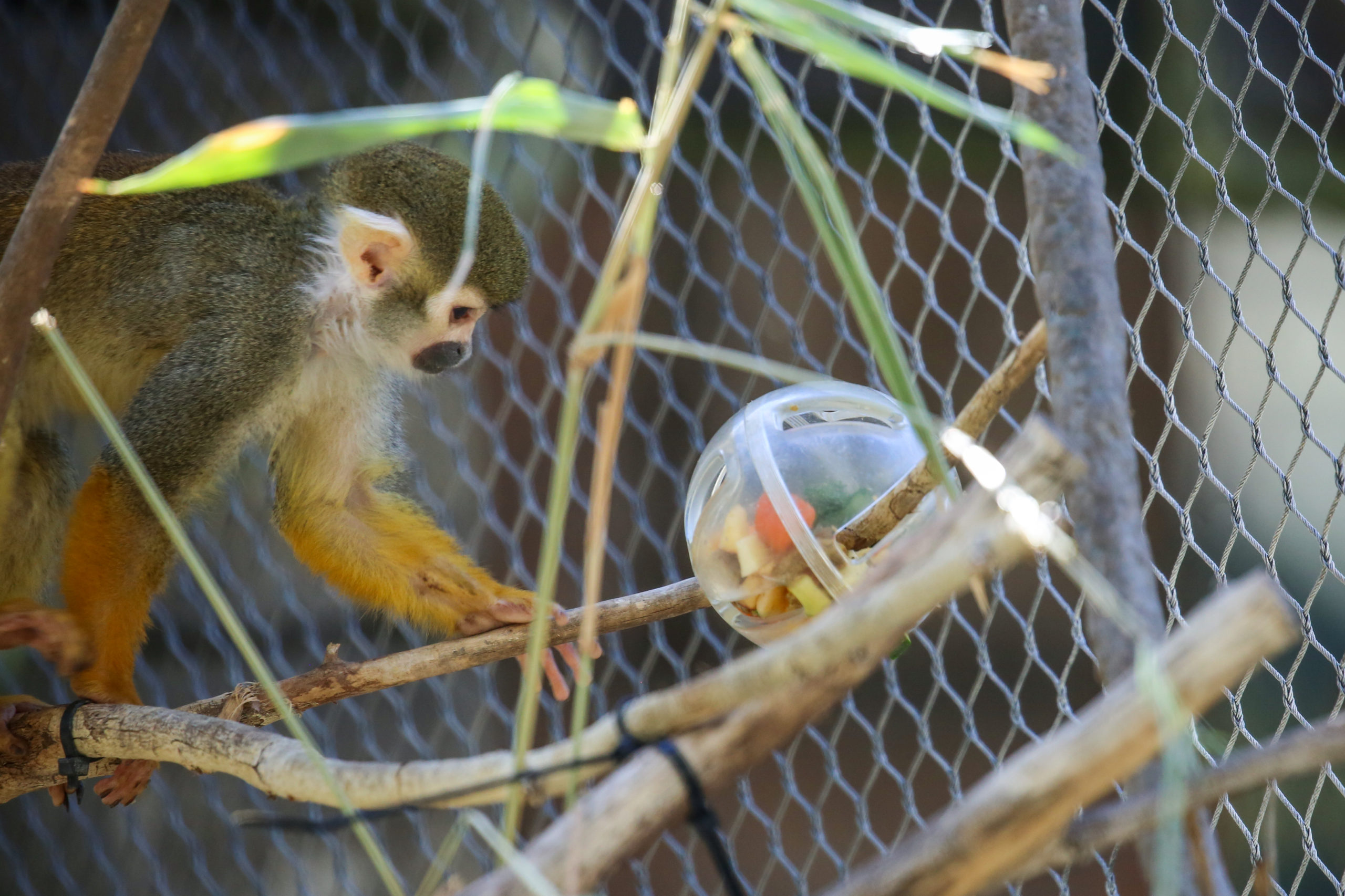 Reid Park Zoo Mourns the Loss of a Squirrel Monkey