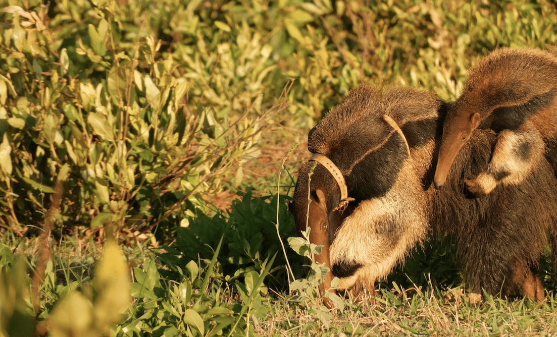 Three Cheers for Anteaters