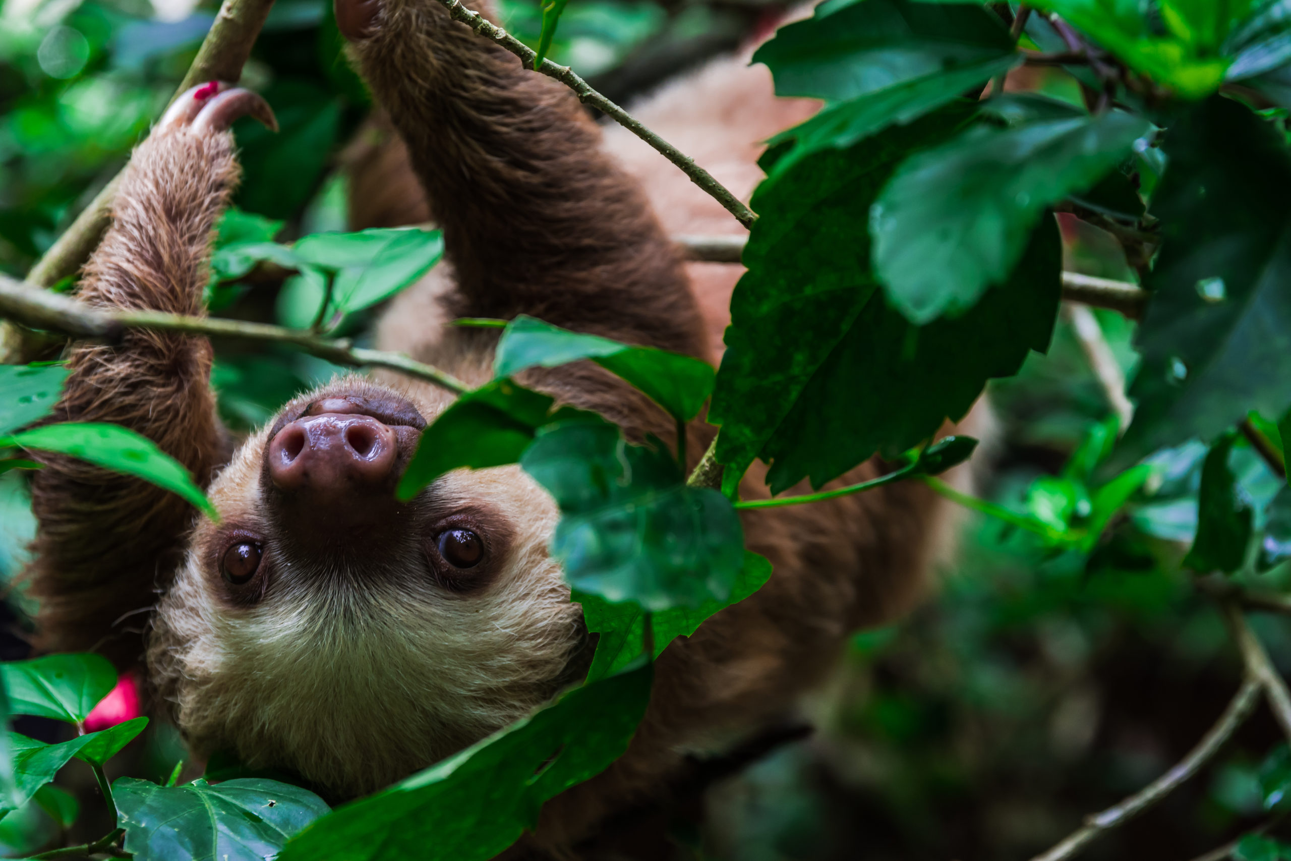 Reid Park Zoo Project Update