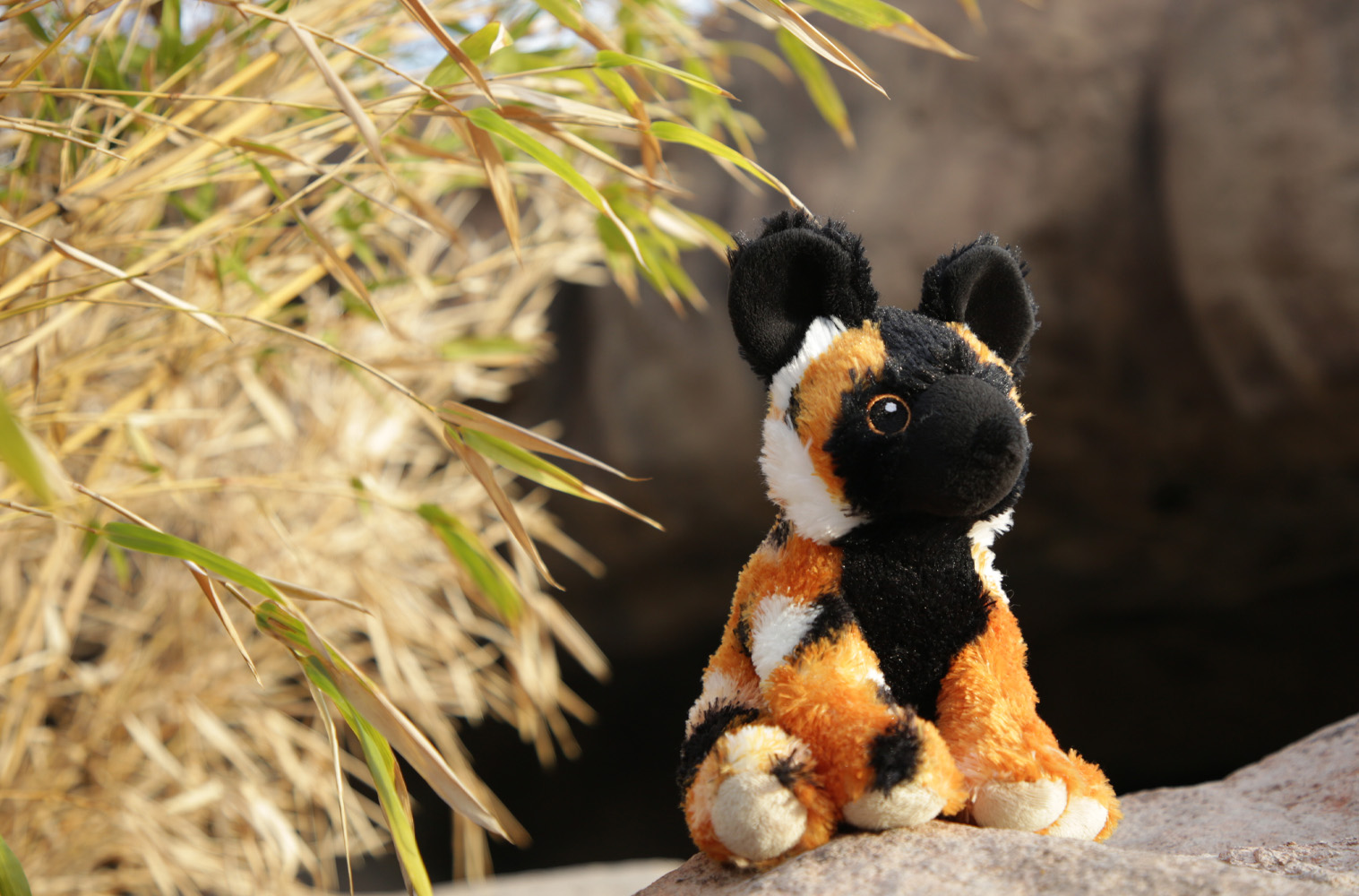 This Valentine’s Day Choose Meaningful Gifts that Show Your Wild Side