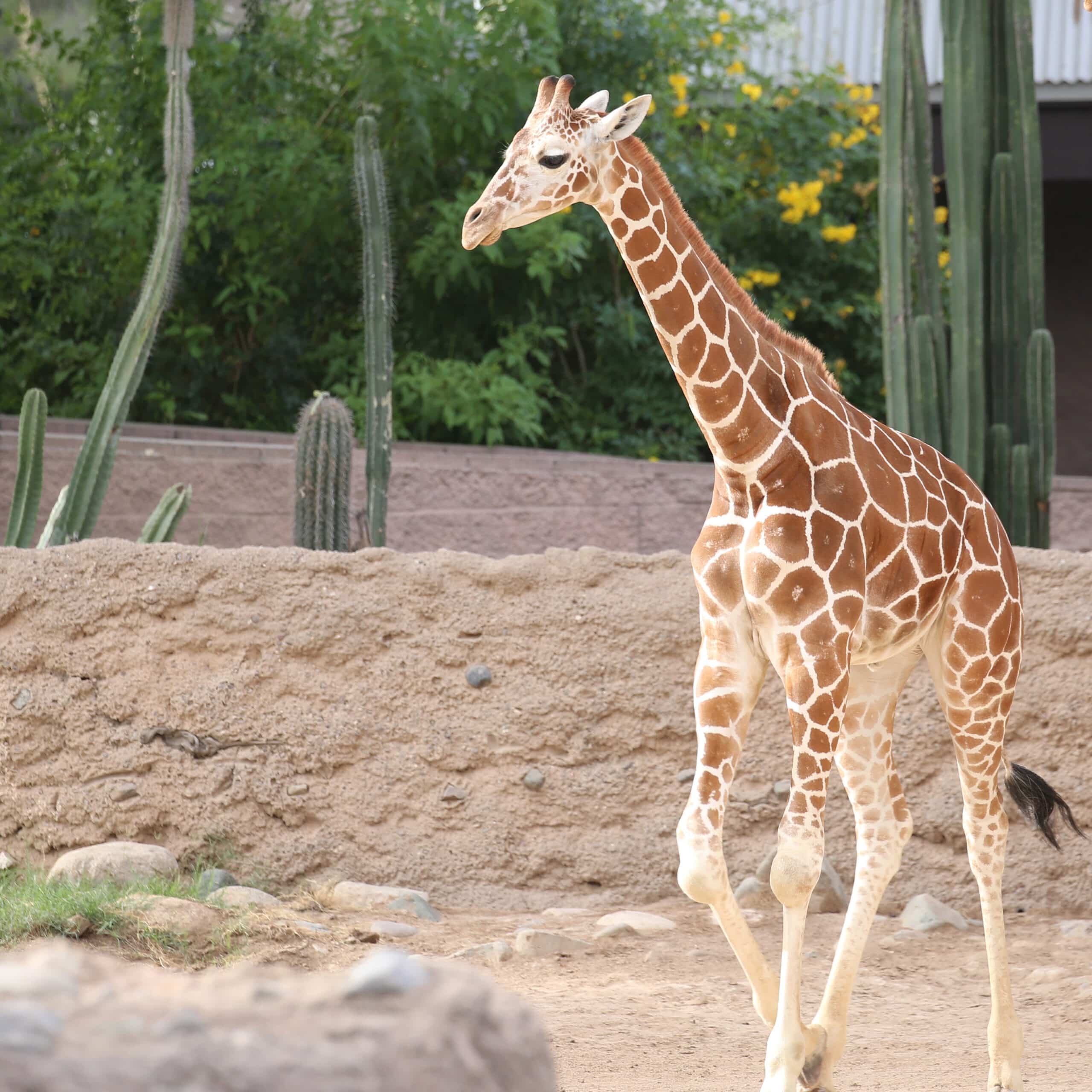 Reid Park Zoo Mourns the Loss of Sota the Giraffe