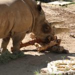 Yebonga the Southern White Rhino Turns 50