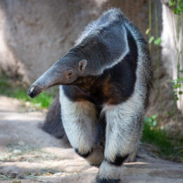 Anteater Fact Page