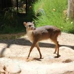 Reid Park Zoo Welcomes Pair of Blue Duikers