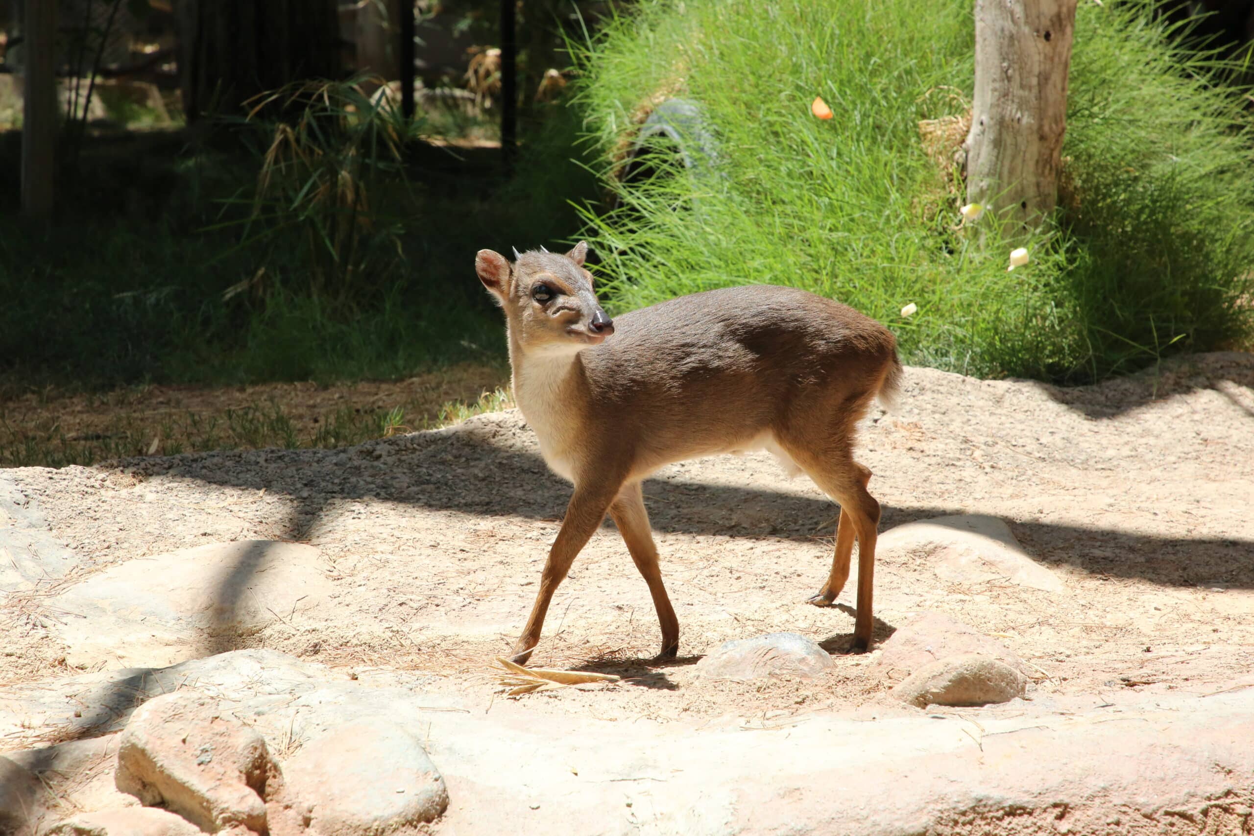 Reid Park Zoo Welcomes Pair of Blue Duikers