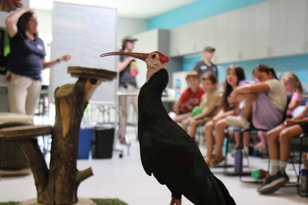 EDU 1 2 Camp Animal Encounter Ibis Larry