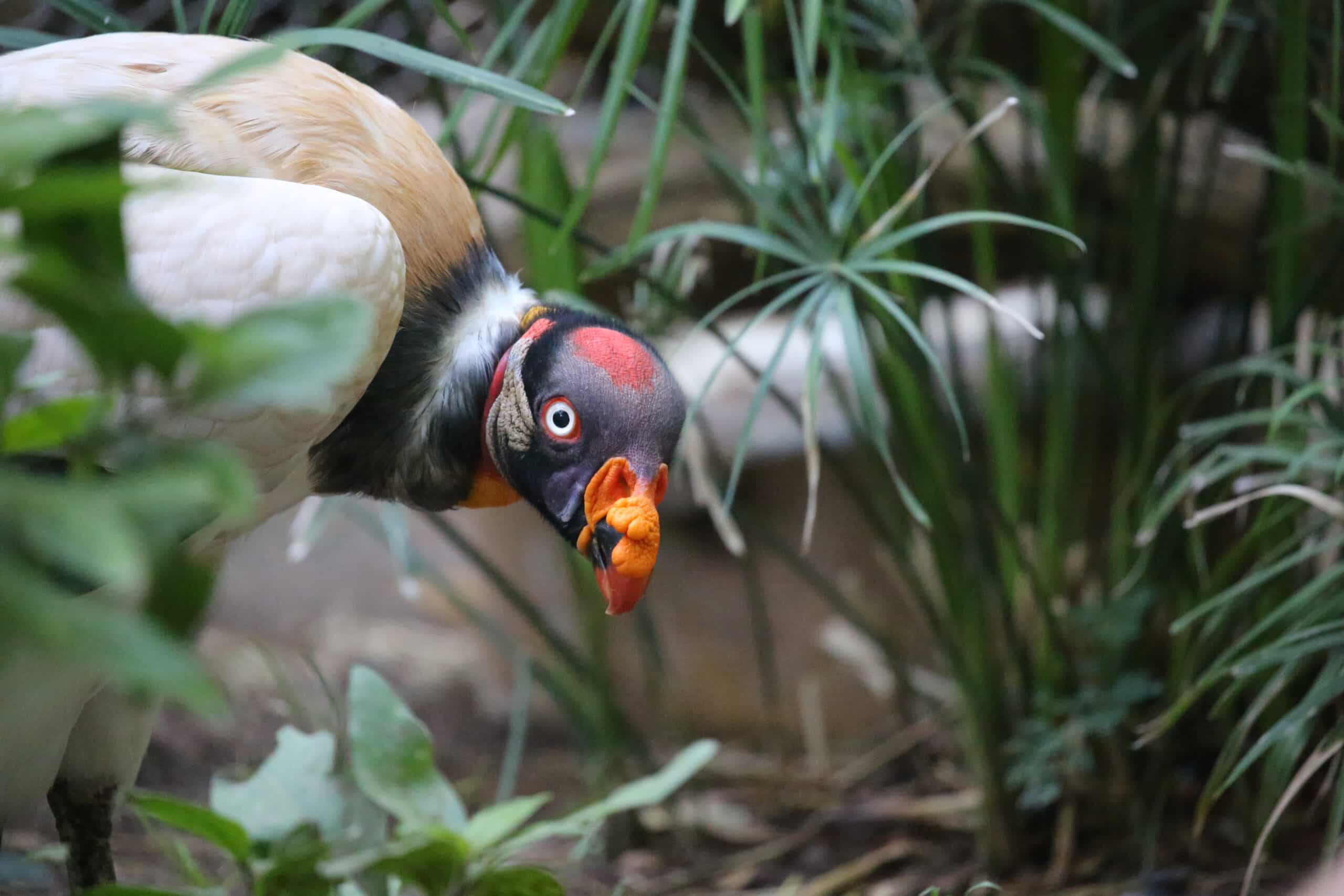 Reid Park Zoo Receives Positive Avian Influenza Test Result, Safety Measures Already In Place