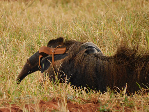 A giant anteater in a field of grass. A large orange tracking collar is at her shoulder, while a small baby giant anteater holds onto her lower back.